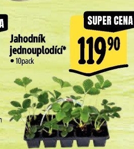Jahodník - sazenice jahod
