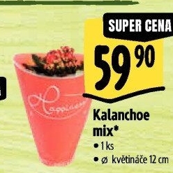 Kalanchoe - Kolopejka