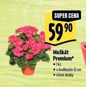 Muškát Premium*