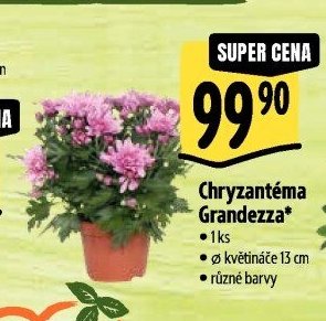Chryzantéma Grandezza*
