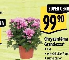 Chrysanthemum - Chryzantéma