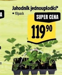 Jahodník - sazenice jahod