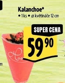 Kalanchoe - Kolopejka