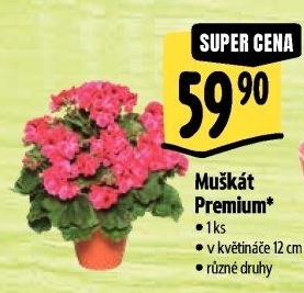 Muškáty / Pelargonie
