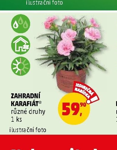 ZAHRADNÍ KARAFIÁT