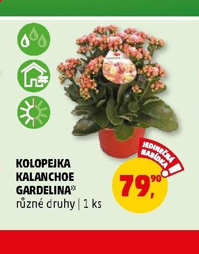 KOLOPEJKA KALANCHOE GARDELINA