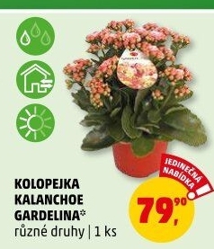 Kalanchoe - Kolopejka