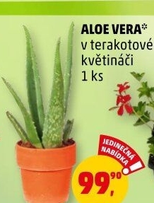 Aloe vera