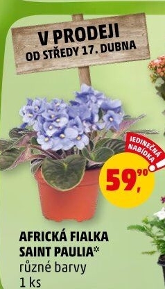 Fialka -Saintpaulia