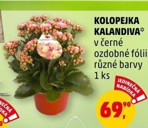 Kalanchoe - Kolopejka
