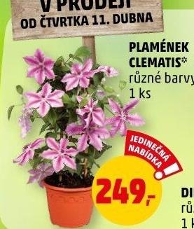 Klematis - Plamének