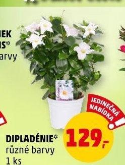 Mandevilla sundaville (Dipladenia) – Mandevila