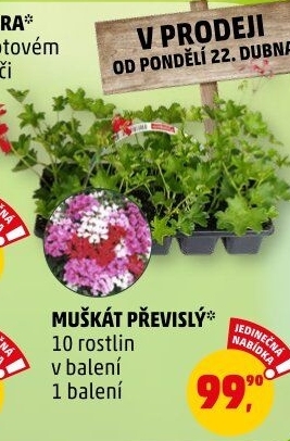 Muškáty / Pelargonie