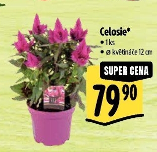Nevadlec - Celosie