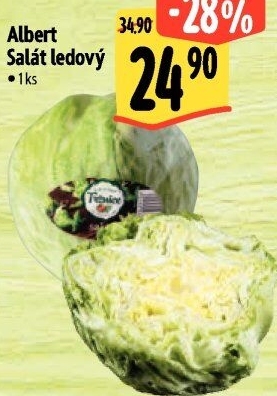 Salát ledový Albert