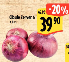 Cibule červená