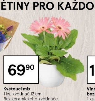 Mix kvetoucích rostlin