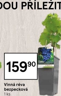 Sazenice ovocných keříků