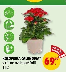 Kalanchoe - Kolopejka