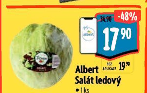 Salát ledový Albert