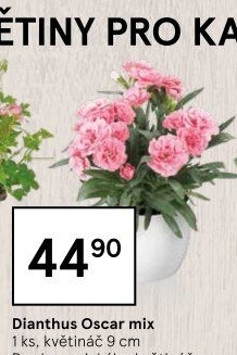 Dianthus - Hvozdík