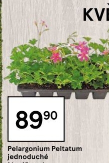 Muškáty / Pelargonie