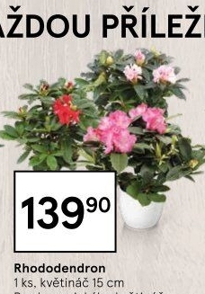 Rododendron - Pěnišník - Azalea