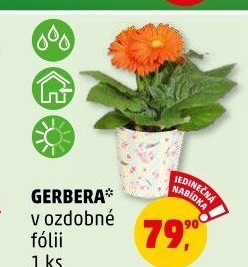 Gerbera