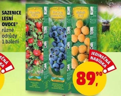 Sazenice ovocných keříků