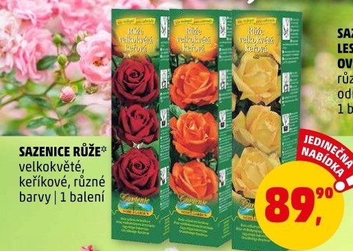 Sazenice růží