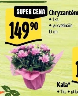 Chrysanthemum - Chryzantéma