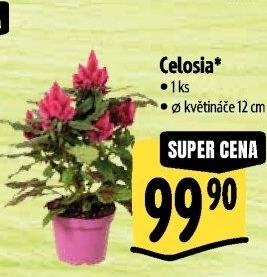 Nevadlec - Celosie