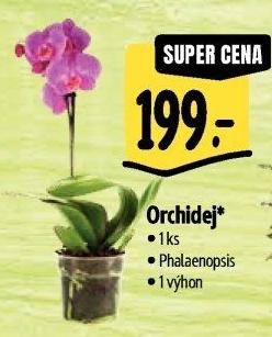 Orchidej