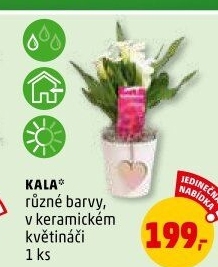 Kala - Calla