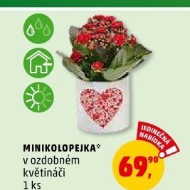 Kalanchoe - Kolopejka