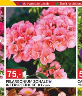 PELARGONIUM ZONALE INTERSPECIFICKÉ K12