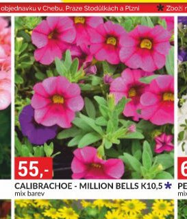 CALIBRACHOE - MILLION BELLS K10