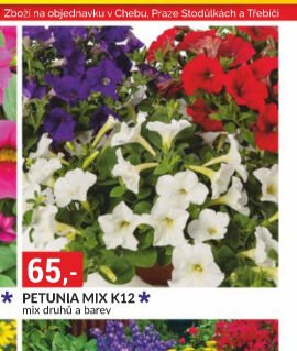 PETUNIA MIX K12