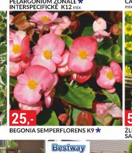 BEGONIA SEMPERFLORENS K9