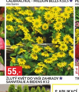 ŽLUTÝ KVĚT DO VAŠÍ ZAHRADY SANVITALIE A BIDENS K12