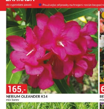 NERIUM OLEANDER K14