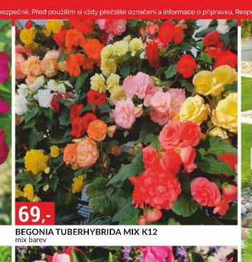 BEGONIA TUBERHYBRIDA MIX K12