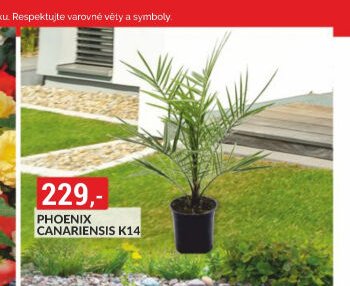 PHOENIX CANARIENSIS K14