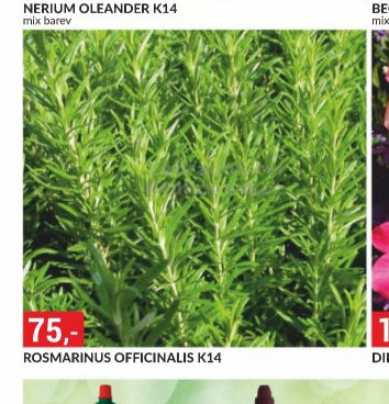 ROSMARINUS OFFICINALIS K14