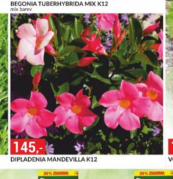 DIPLADENIA MANDEVILLA K12