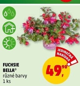 Fuchsie