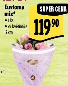 Eustoma - Jícnovka - Lisianthus