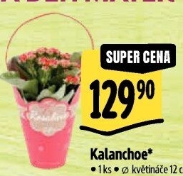 Kalanchoe - Kolopejka