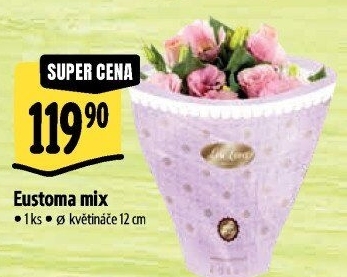 Eustoma - Jícnovka - Lisianthus