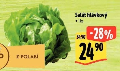 Salát hlávkový